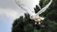 Stock image of a snowy owl flying