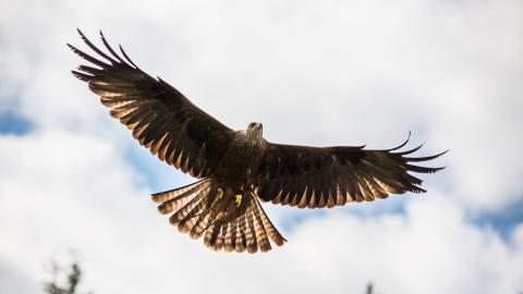 Stock image of an eagle